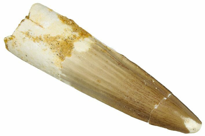 Fossil Spinosaurus Tooth - Real Dinosaur Tooth #292678